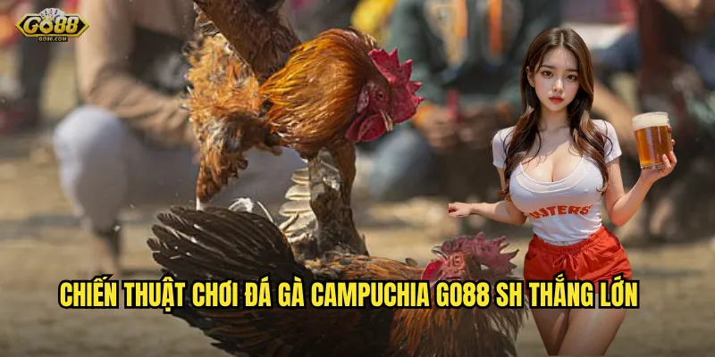 Chiến thuật chơi đá gà campuchia go88 sh thắng lớn