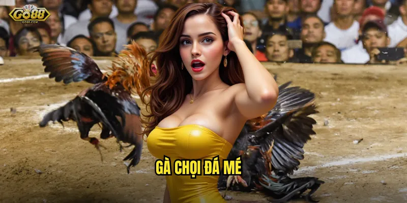 Gà chọi đá mé go88 sh - Thuật ngữ quan trọng trong làng đá gà chuyên nghiệp 1 Gà chọi đá mé