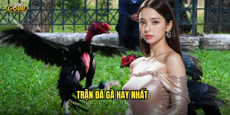 trận đá gà hay nhất